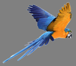 parrot
